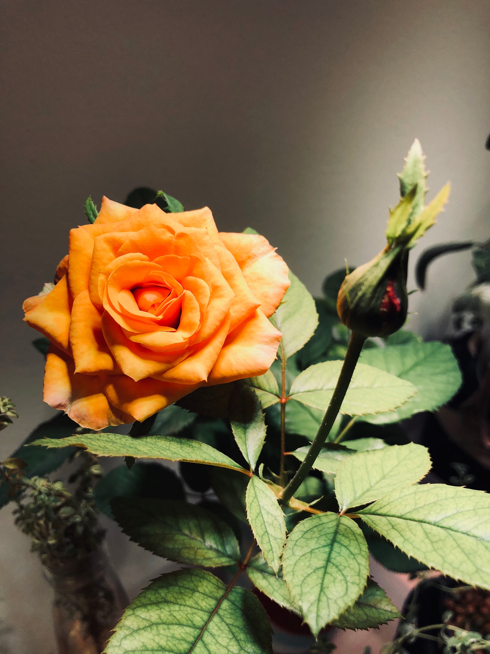 
          
            Growing Roses Indoors
          
        